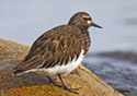 Arenaria melanocephala